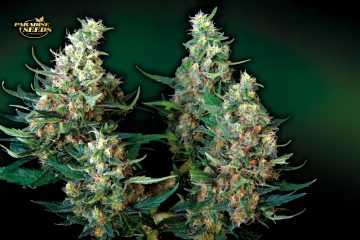 Auto-Acid_Paradise-Seeds-01