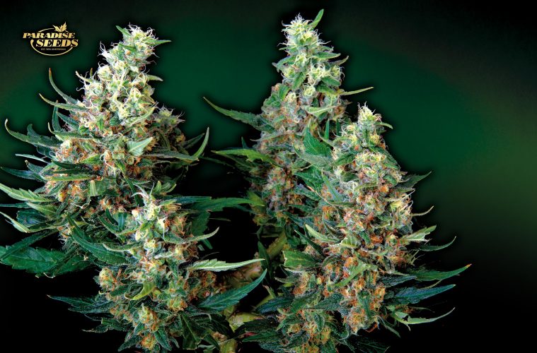 Auto-Acid_Paradise-Seeds-01