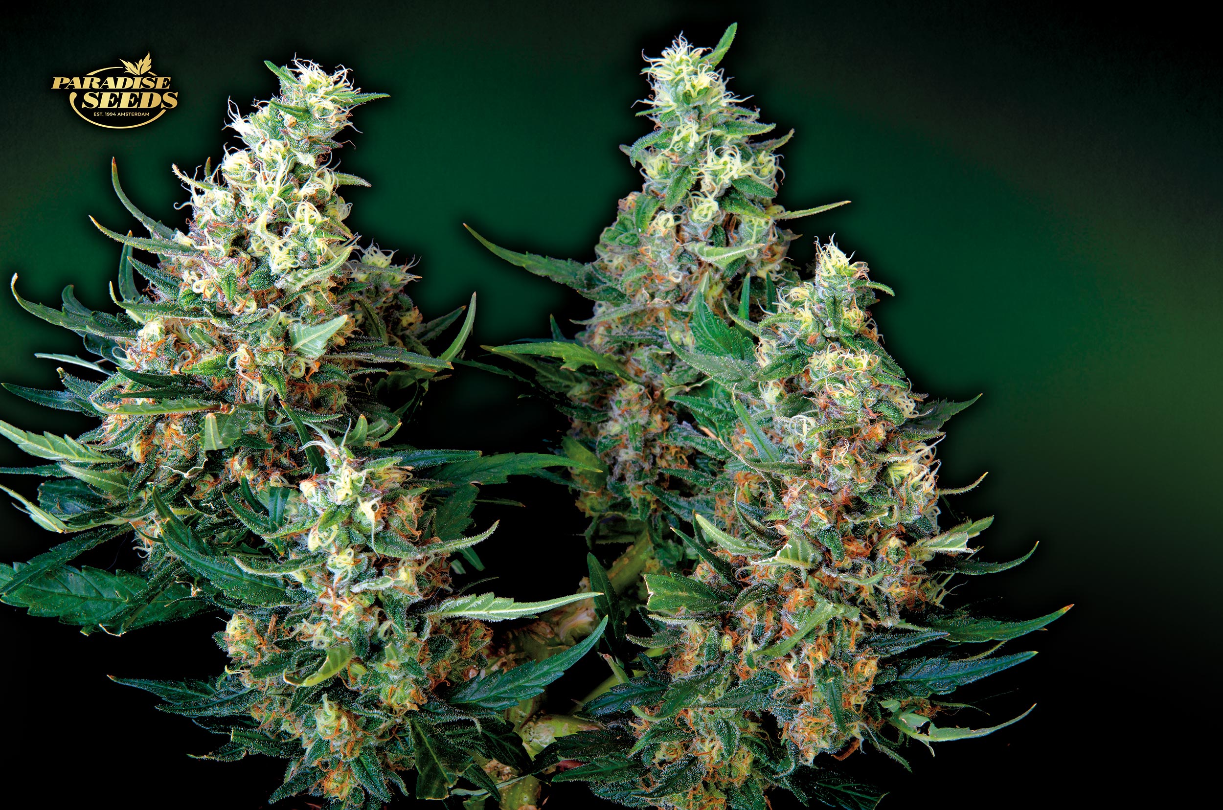 Auto-Acid_Paradise-Seeds-01 Auto-Acid_Paradise-Seeds-01