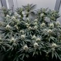 Bakerman_A.-Beginner-10