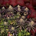 Black-Cherry-Gushers_Barney's-Farm-01