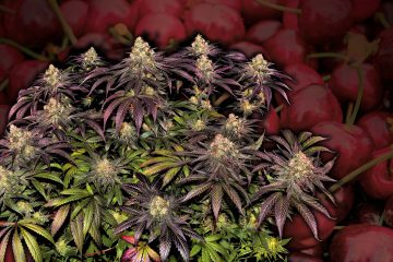 Black-Cherry-Gushers_Barney's-Farm-01
