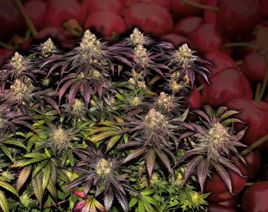 Black-Cherry-Gushers_Barney's-Farm-01