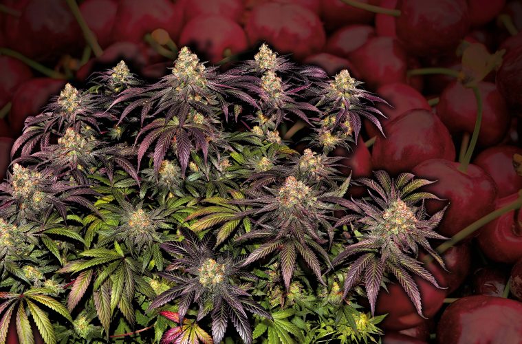 Black-Cherry-Gushers_Barney's-Farm-01