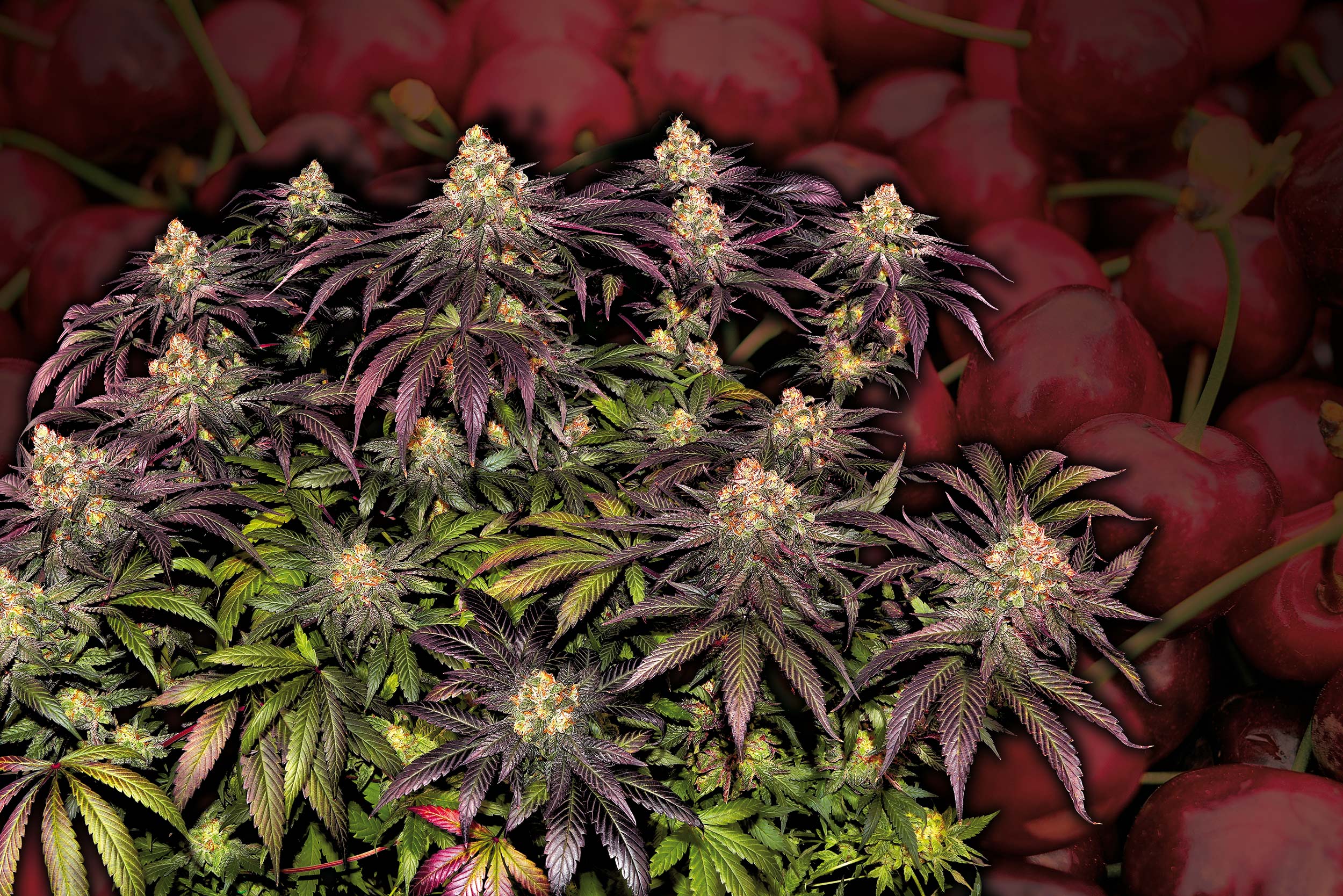 Black-Cherry-Gushers_Barney's-Farm-01
