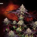 Lava-Cake_Zamnesia-01