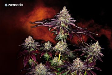 Lava-Cake_Zamnesia-01
