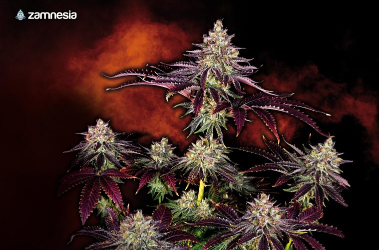 Lava-Cake_Zamnesia-01