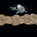 Beluga