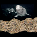 beluga2