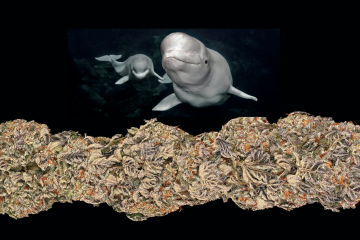 beluga2