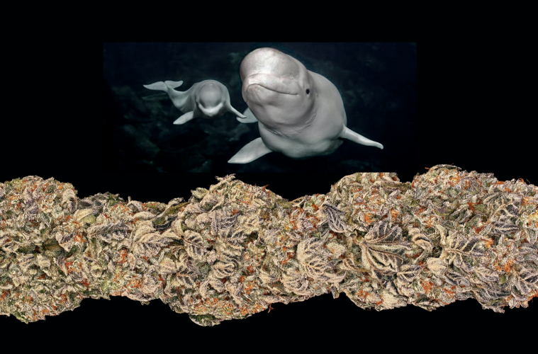 beluga2