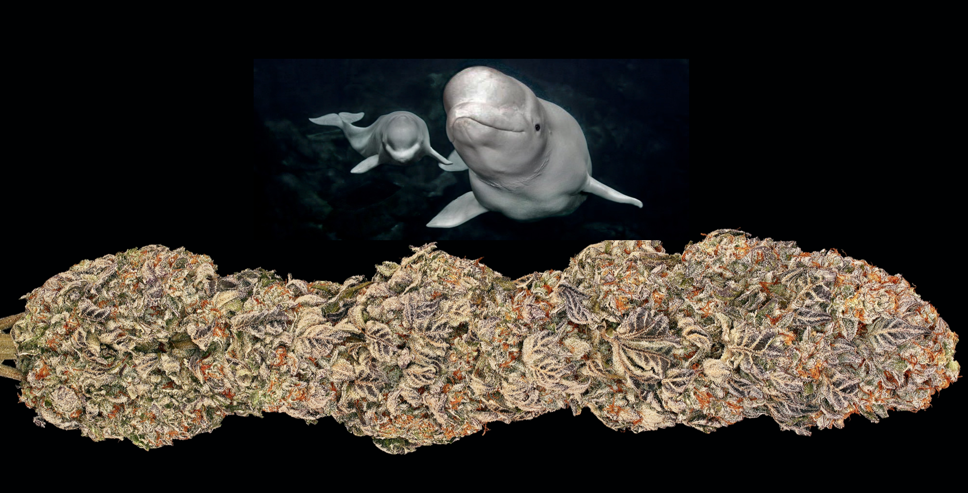 beluga2