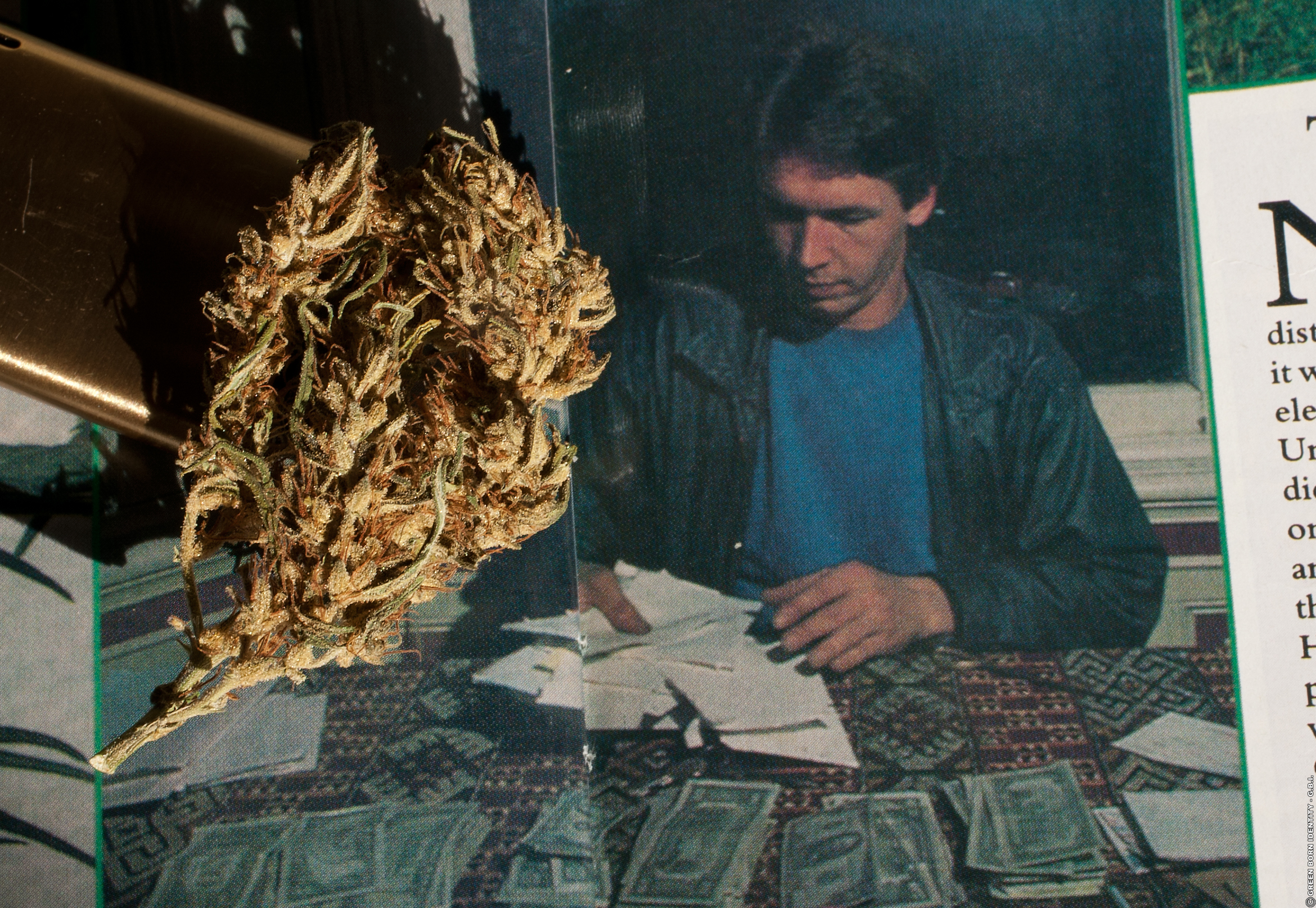 nevilles-haze-bud-mit-nevil-schoenmakers-im-cannabis-castle_copyright-by-gbi_green-born-identity-2026